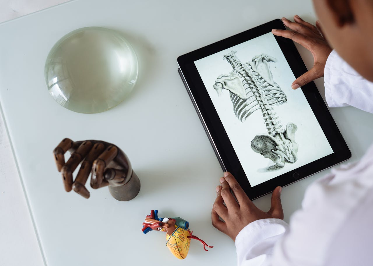 Hands examining a digital anatomy illustration on a tablet alongside anatomical models on a table.